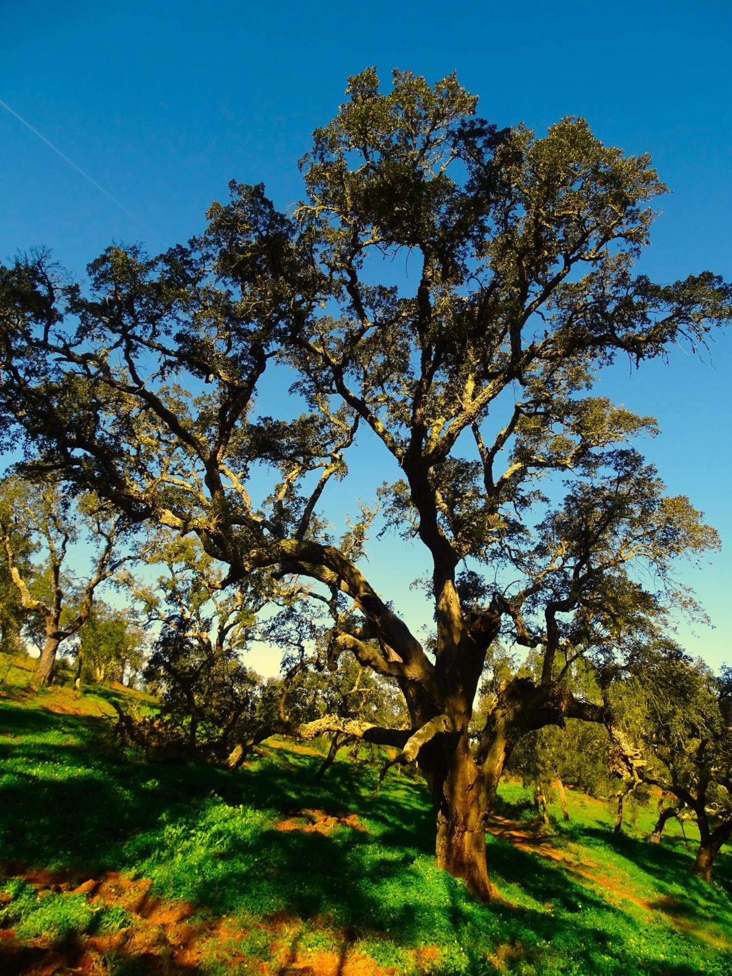 Herdade Vale De Gaios By Stay In Alentejo 圣路易斯 外观 照片
